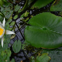 2017-03 New Zealand/Auckland Botanic Garden/DSC_0065.JPG